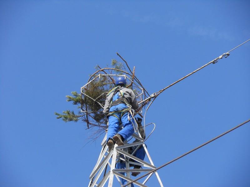 Lasy i energetycy w trosce o rybołowa
