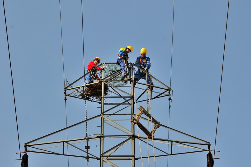 Lasy i energetycy w trosce o rybołowa