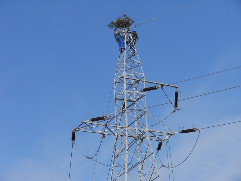 Lasy i energetycy w trosce o rybołowa