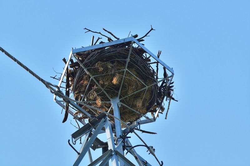Lasy i energetycy w trosce o rybołowa