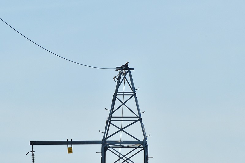 Lasy i energetycy w trosce o rybołowa