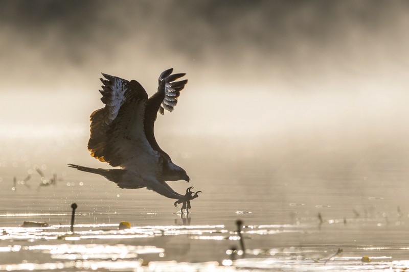 Lasy i energetycy w trosce o rybołowa