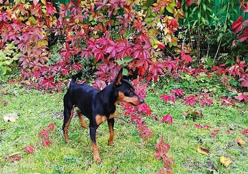 Zaginiony pies Weroniki Robin