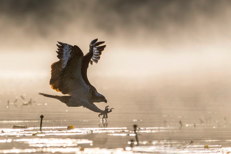 Lasy Państwowe i Enea Operator razem dla rybołowa