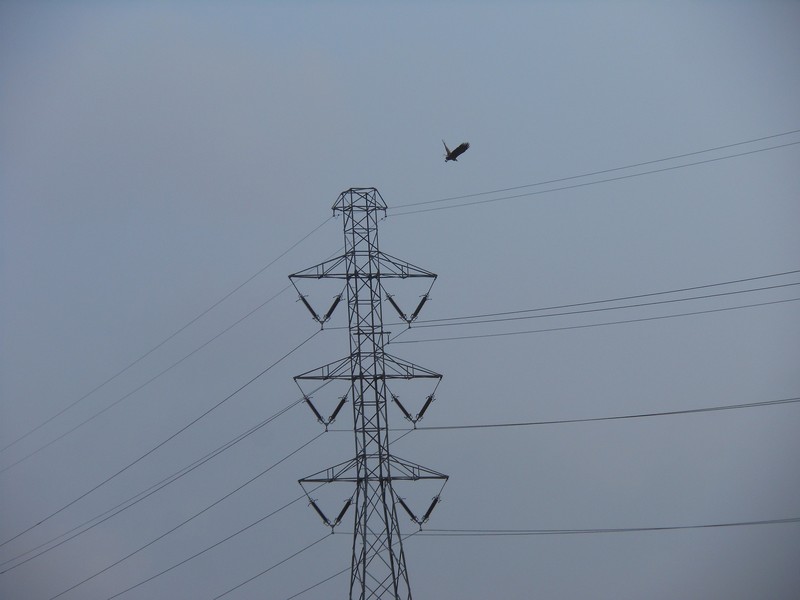 Lasy Państwowe i Enea Operator razem dla rybołowa