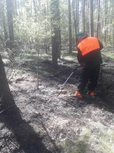 Pożar lasu w Dąbiu